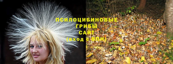 индика Беломорск